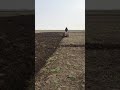 This Is How Cambodian People Plow Fields