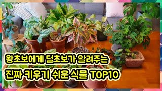 왕초보도 키우기 쉬운 식물 TOP 10 - 예쁜데 흔치 않고 키우기까지 쉬운 식물 찾고 계신가요? 이때까지 알고 있던 쉬운 식물은 가라! 왕초보가 알려주는 나도 키우는 식물!