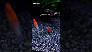 Virtual Aquarium | Swordtail | Tropical fish with aquarium sounds #short