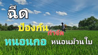 กข.41 ฉีดป้องกัยกำจัดหนอนกอ  หนอนม้วนใบ  และใส่อะมิโนเติมความเขียว  เน้นแตกกอ