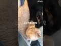 誰よりも早起きです cat ねこ ねこ動画 猫のいる暮らし 猫好きさんと繋がりたい ねこのいる生活 くろねこ 保護猫 エキゾチックショートヘア おもしろ動画