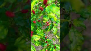 ചീരാ മുളക് 🌶️ Farming spicy chilli Palakkad Kerala Organic Farming Kollengode ജൈവ കൃഷി Village life