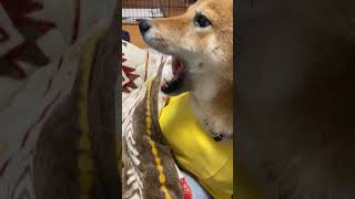 噛みそうで噛まない柴犬が優しい#shorts #柴犬