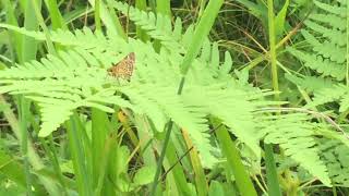 ホシチャバネセセリ / Aeromachus inachus　山梨県本栖Motosu　2016/07/17 butterfly of Japan