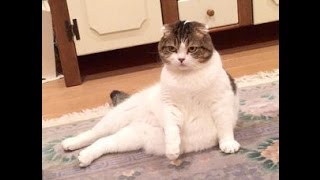 【面白】変わった座り方をする猫がおもしろいｗ～Cat to the strange sitting position.