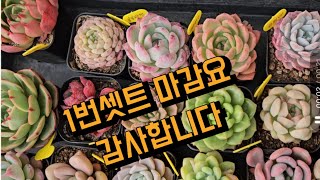 2024년 4월 26일  #다육식물 22종 3만원 11종 5만원  착한가격 택배가능