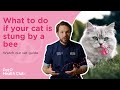 What to do if your cat is stung by a bee or wasp? | Vet explains what to do