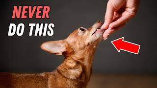 10 DANGEROUS mistakes every Chihuahua owner must avoid