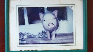 Rooty the Pig's Rescue: 10 years after