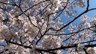 桜 花見 2021 神奈川県津久井湖城山公園 Tsukuiko Shiroyama Park Cherry Blossom | CHERRY YUI