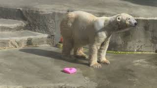 朝イチのバフィンさん 浜松市動物園 ホッキョクグマ シロクマ バフィン 20241015 091207097