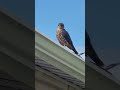 un magnifique faucon chez nous, AMAZING FALCON ON MY HOME