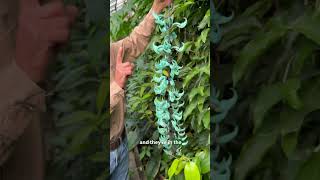 THE RARE JADE VINE at LOGEE'S #rare #plants #tropical #rareplants