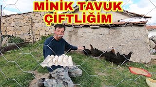 YENİ TAVUKLARIM GELDİ~KÜÇÜK BÜTÇE İLE ÇİT KURDUM~ORGANİK YUMURTAYA DEVAM