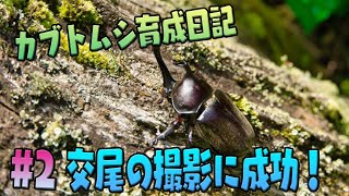 【昆虫】#2カブトムシの交尾の瞬間の撮影に成功！