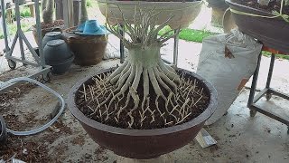 Adenium Thai Socotranum แนวทางการปลูกชวนชมรากตะขาบแบบสไตล์บิ๊กอุย