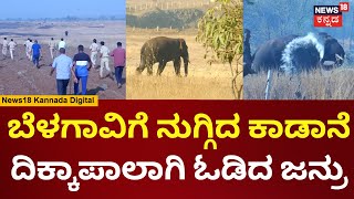 Whild Elephant Seen In Belagavi Streets | ವೈಭವ ನಗರ, ಶಾಹು ನಗರದಲ್ಲಿ ಕಾಡಾನೆ ಹಾವಳಿ