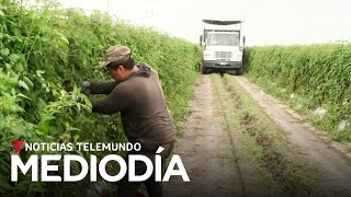 Trabajadores agrícolas logran estrictas protecciones contra el calor | Noticias Telemundo