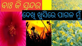 କେମିତି କରିବେ  ତିଳା ଚାଷ// 🤪how to do Tila farmers//😋RP ODIA VLOG