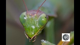 INTO NATURE Ep.30 : European mantis in the hunting