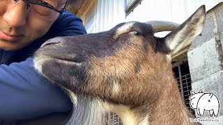 ヤギの「きなこ」に癒される　2022年10月16日 Goat Farm 手作りヤギ牧場　吉がけ牧場