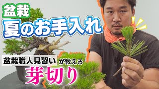 【黒松の芽切り】盆栽はどうやって手入れするの？芽切りのやり方やコツなどを解説！