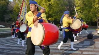 琉球國祭り太鼓in森林公園　2016-11-5　　1/5