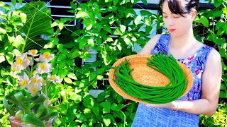 How to have a beautiful and unique garden balcony | How to grow cowpea plants effectively