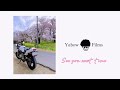 【vlog】北本 城ヶ谷堤の桜 cherry blossoms シネマティック動画 shot on sony α6400 cinematic 2022.4.3