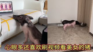 一只聪明的猪，不仅会刷视频看美女，每天还和家里的狗斗智斗勇耍心眼