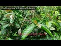 grafting an arabica onto robusta coffee plants