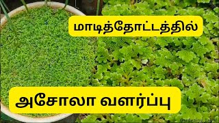 அதிக பயன்கள் கொண்ட அசோலா வளர்ப்பு |எளிதாக வளர்க்கலாம் | Gardening_Tamil #azolla #asola