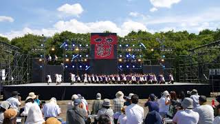 24 4K 京小町リターンズ こいや祭り2017 大阪城公園 太陽の広場会場