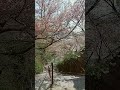 桜咲く　野崎観音