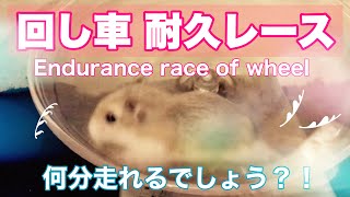 🐹回し車で何分走れるのか？！ロボロフスキーハムスターの赤ちゃん　 How long can a baby Roborovski hamster run on a wheel?