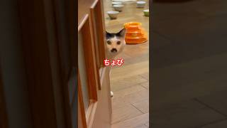 8匹の福猫さまと福犬さまに年始のご挨拶#猫#保護猫#トイプードル#福猫 #cat #shorts#正月