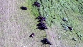 GRAPHIC: 28 cattle killed by lightning strikes during storm in Saskatchewan