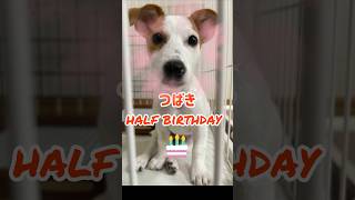 6ヶ月を迎えた子犬のプレゼントは…ジャックラッセルテリアのひまわりとつばき#shorts#half birthday#子犬【ひまチャンネル】