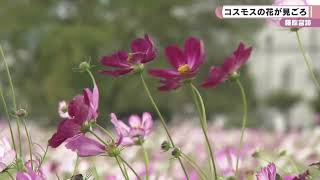 藤原宮跡　コスモスの花が見ごろ