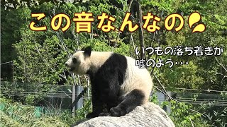 4/9シンシンが岩の上に登ってキョロキョロ…年に１度の警戒度MAXで「この音なんなのよ～💦」giantpanda @tokyo 上野動物園