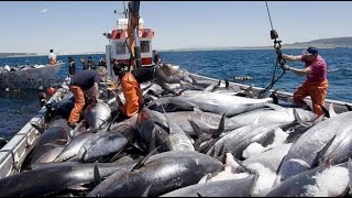 Amazing Tuna Fishing Boat In The Deep Sea: Fisherman's Life In The Ocean