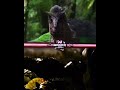 Carnotaurus VS Ceratosaurus | Collab - @Paleoenjoyer | #shorts #edit #trending #paleontology