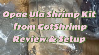 Opae Ula Shrimp Kit from GotShrimp Review \u0026 Setup