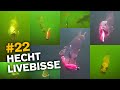 Hechtangeln Livebisse [Unterwasser-Aufnahmen]