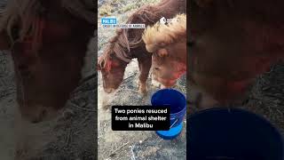 Two ponies rescued in Malibu amid Palisades Fire