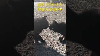 黒猫ちゃんの表情が可愛すぎる#猫 #猫のいる暮らし #ねこすたぐらむ #ねこ動画 #ねこ #ネコ #ネコ好きさんと繋がりたい