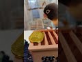 ボタンインコ2度目の小判は入れる shortsfeed