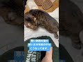 【ネコ飼いあるある】寒い時期の猫の飼い主の布団の中 shorts