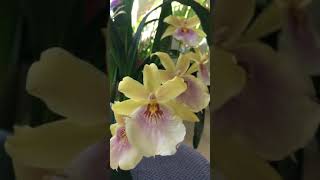 Miltonia Sunset