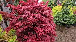 Spring Japanese maples colors May 2024 - Amazing Maples